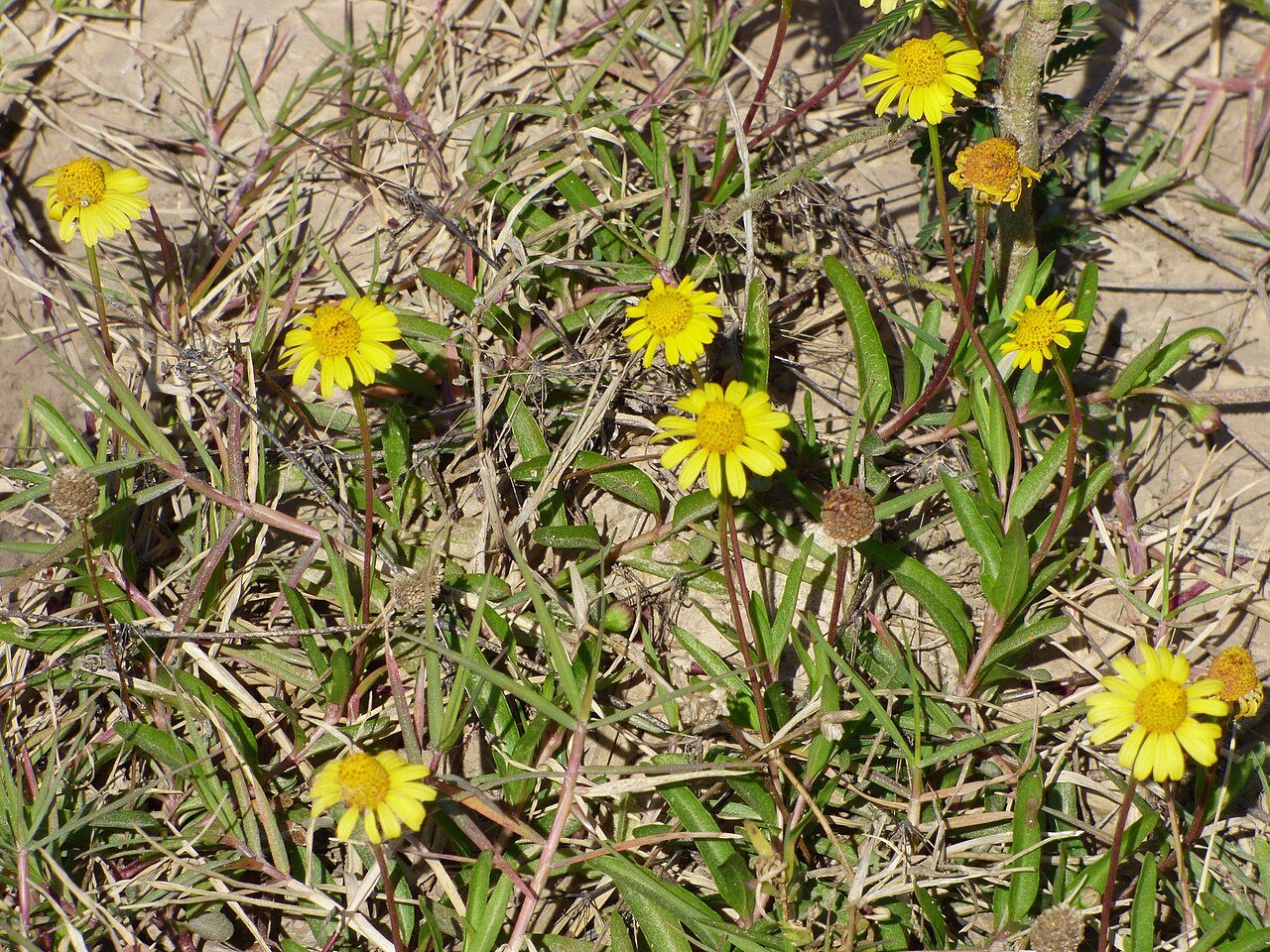 Dwarf spotflower: Photo of Dwarf Spotflower uploaded from iNaturalist .