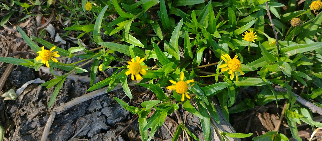 Dwarf spotflower: Dwarf Spotflower ( Acmella pusilla ) in Argentina