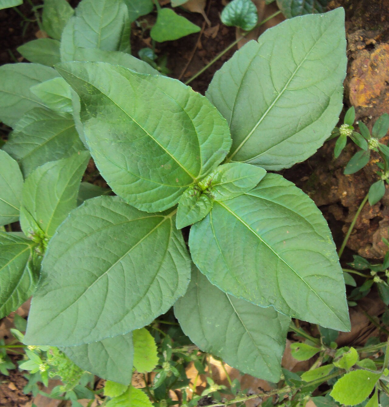 White spot-flower: Acmella radicans