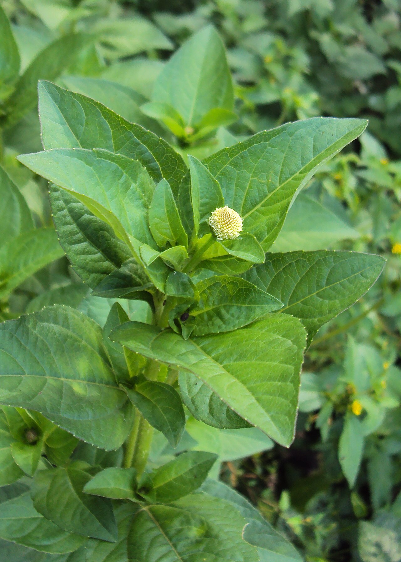 White spot-flower: Acmella radicans