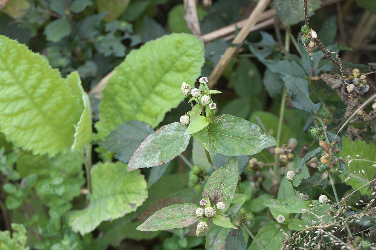White spot-flower: Acmella radicans (Jacq.) R.K.Jansen