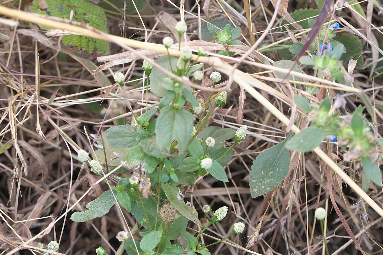 White spot-flower: Acmella radicans (Jacq.) R.K.Jansen