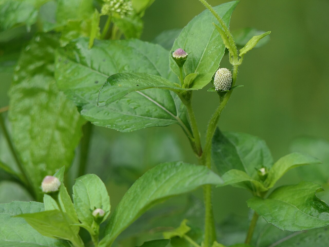 White spot-flower: Acmella radicans (Jacq.) R.K.Jansen