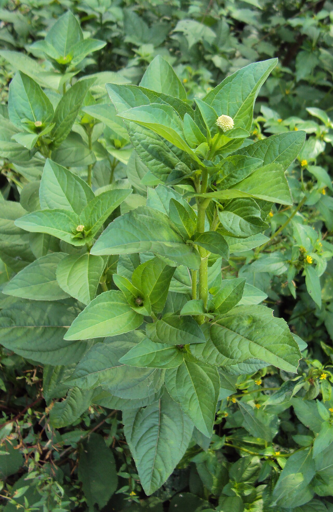 White spot-flower: Acmella radicans