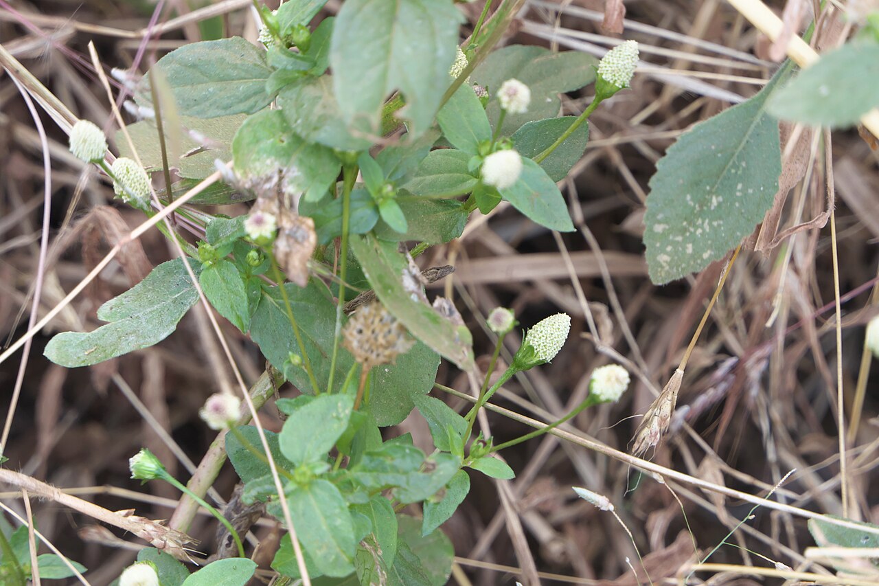 White spot-flower: Acmella radicans (Jacq.) R.K.Jansen