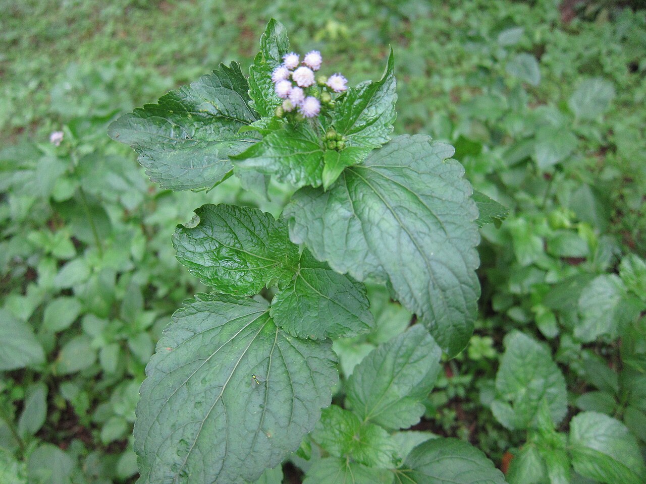 White spot-flower: Acmella Radicans