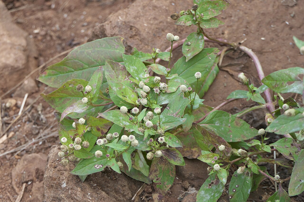 White spot-flower: Acmella radicans (Jacq.) R.K.Jansen