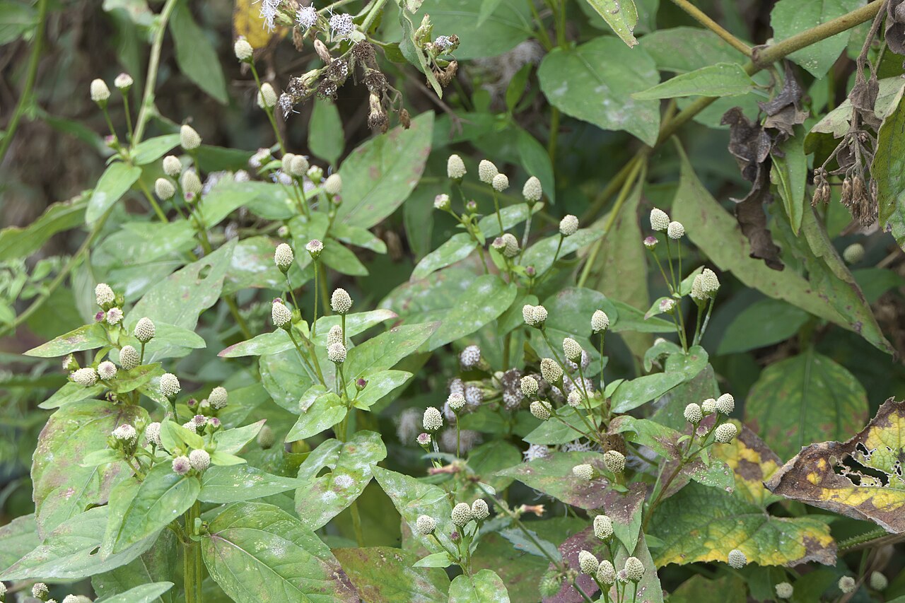 White spot-flower: Acmella radicans (Jacq.) R.K.Jansen