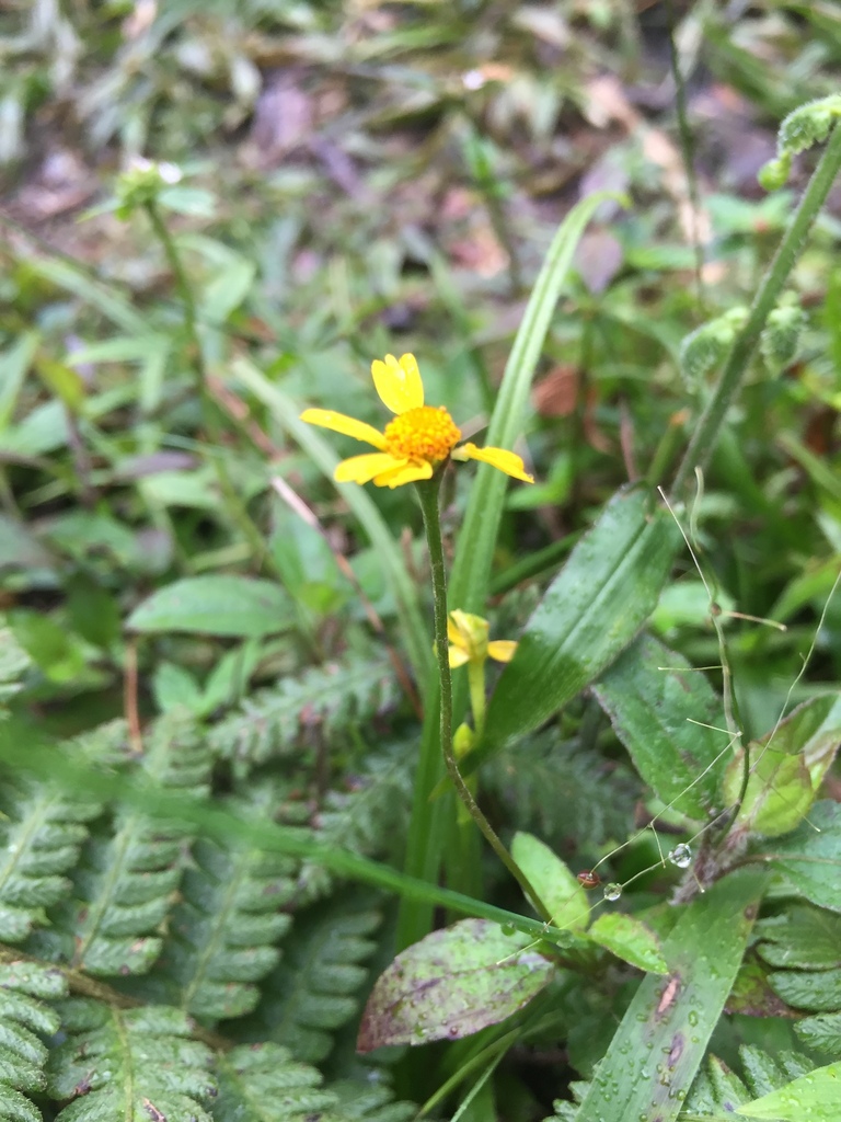Acmella ramosa (Acmella ramosa)