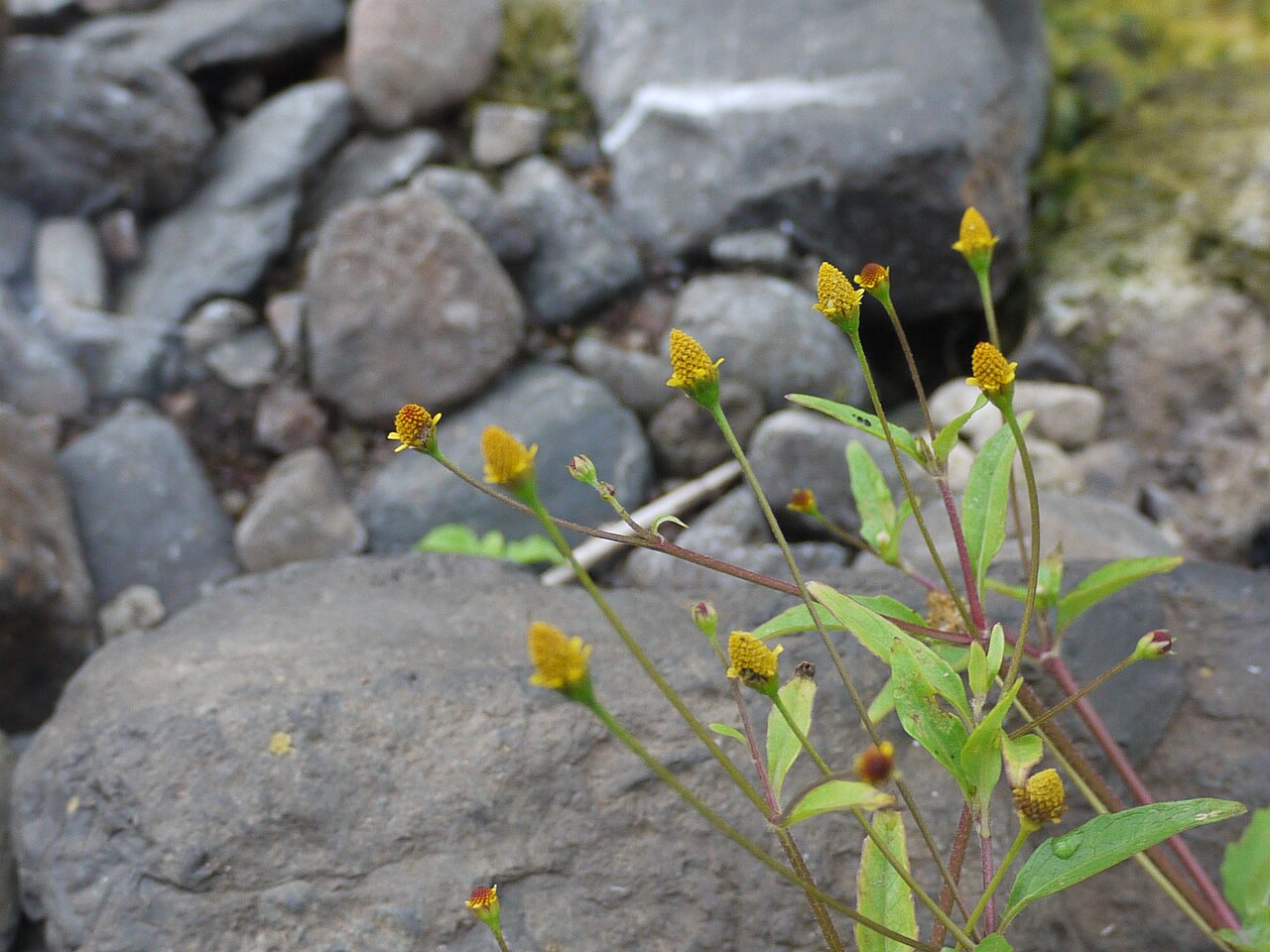Acmella uliginosa: Asteraceae (aster, daisy, or sunflower family) » Acmella uliginosa ak-MEL-uh or AK-mel-uh -- little point ew-li-gi-NO-suh -- grows in bogs and swamps commonly k