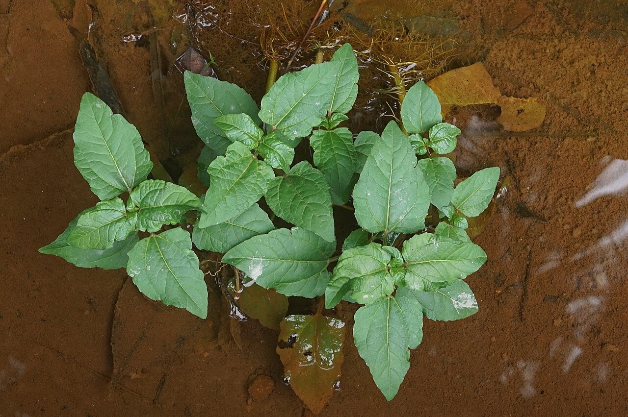 Acmella uliginosa: Thuvakkode