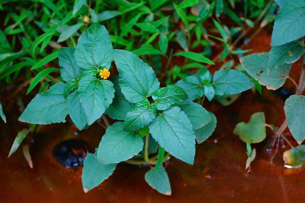 Acmella uliginosa: Marsh Para Cress