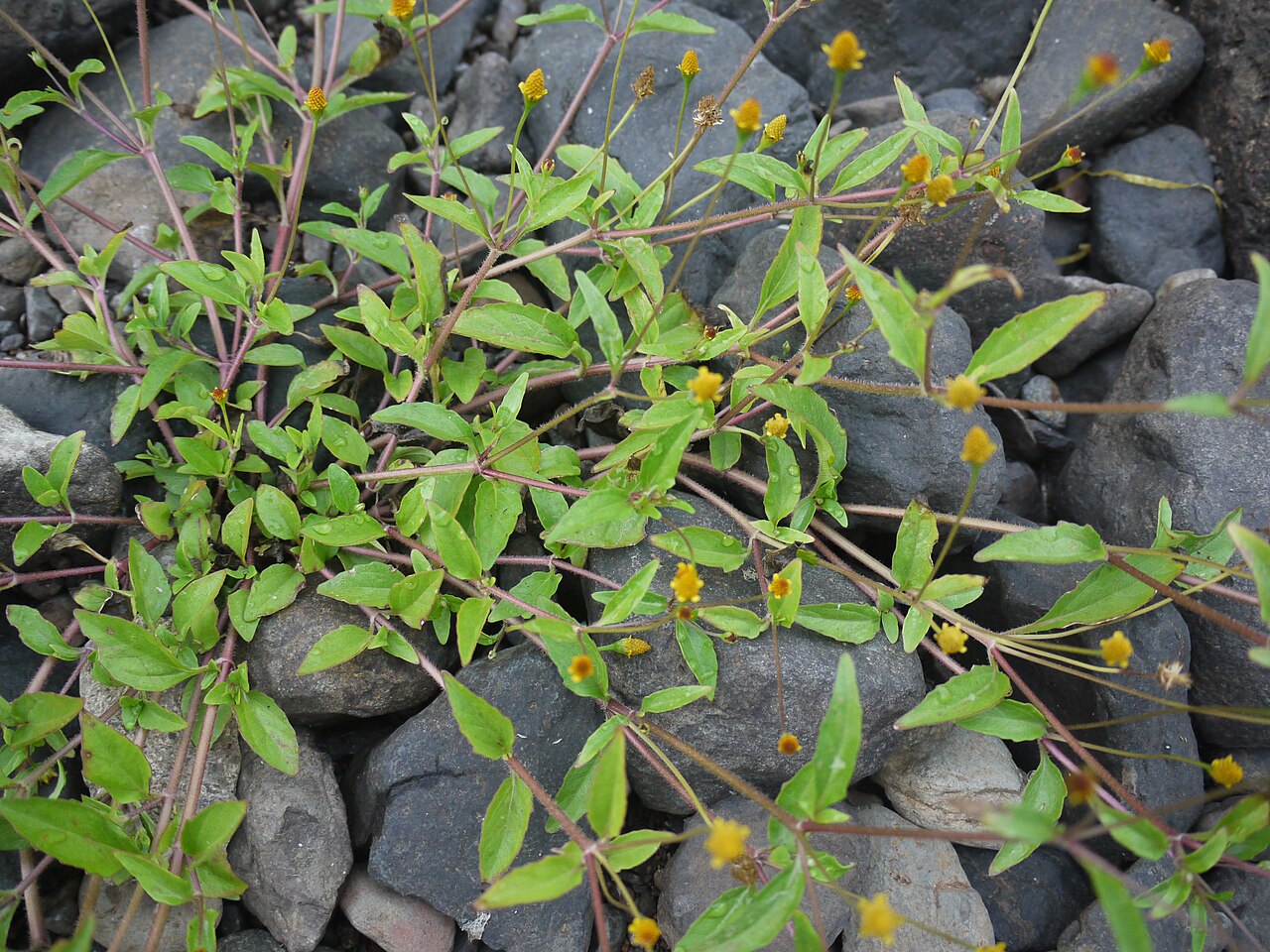 Acmella uliginosa: Asteraceae (aster, daisy, or sunflower family) » Acmella uliginosa ak-MEL-uh or AK-mel-uh -- little point ew-li-gi-NO-suh -- grows in bogs and swamps commonly k
