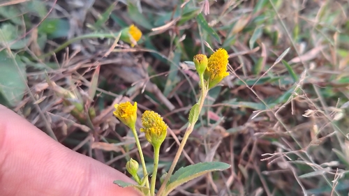 Acmella uliginosa (Acmella uliginosa)