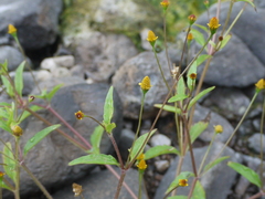 Acmella uliginosa (Acmella uliginosa)