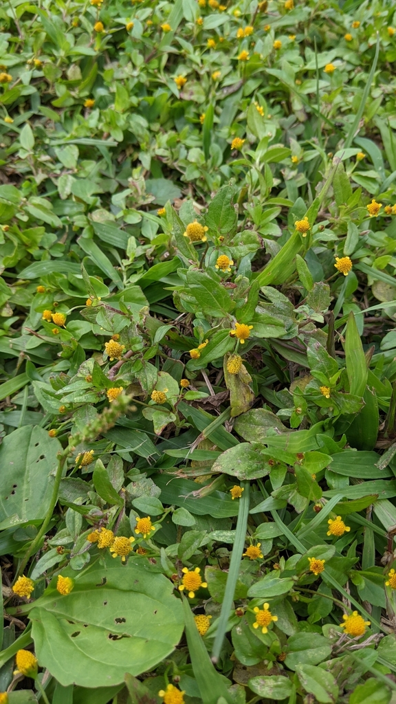 Acmella uliginosa (Acmella uliginosa)