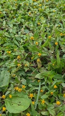 Acmella uliginosa (Acmella uliginosa)