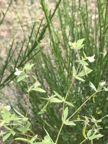 Acmispon americanus (Acmispon americanus)