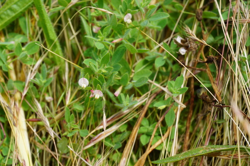 Acmispon americanus (Acmispon americanus)