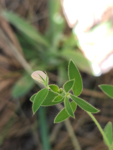 Acmispon americanus (Acmispon americanus)