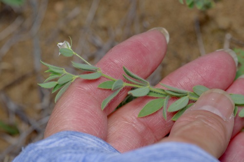Acmispon americanus (Acmispon americanus)