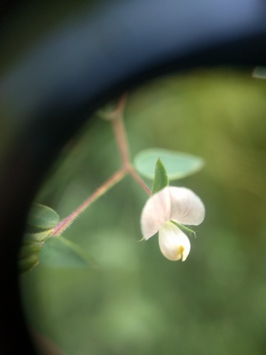 Acmispon americanus (Acmispon americanus)