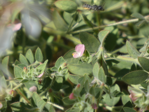 Acmispon americanus (Acmispon americanus)
