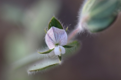 Acmispon americanus (Acmispon americanus)