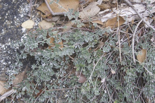Silver bird's-foot trefoil (Acmispon argophyllus)