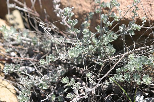 Silver bird's-foot trefoil: Acmispon argophyllus var. argophyllus — above upper Fernwood Pacific Road, Santa Monica Mountains.