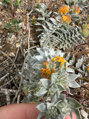 Silver bird's-foot trefoil (Acmispon argophyllus)