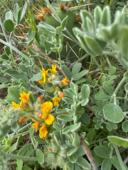 Silver bird's-foot trefoil (Acmispon argophyllus)