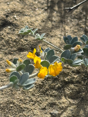 Silver bird's-foot trefoil (Acmispon argophyllus)