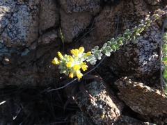 Silver bird's-foot trefoil (Acmispon argophyllus)