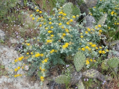 Silver bird's-foot trefoil (Acmispon argophyllus)
