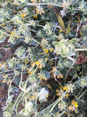 Silver bird's-foot trefoil (Acmispon argophyllus)