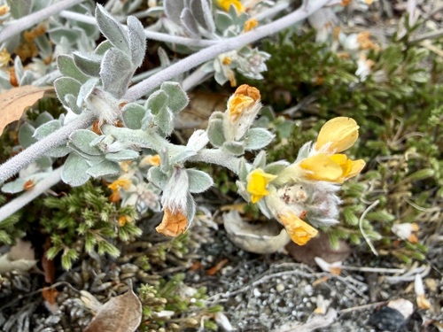 Silver bird's-foot trefoil (Acmispon argophyllus)