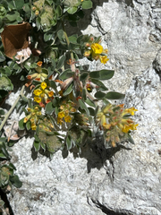 Silver bird's-foot trefoil (Acmispon argophyllus)