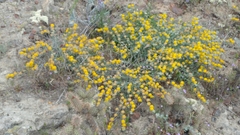 Silver bird's-foot trefoil (Acmispon argophyllus)