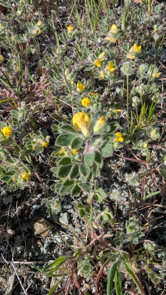 Foothill deervetch (Acmispon brachycarpus)