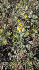 Foothill deervetch (Acmispon brachycarpus)