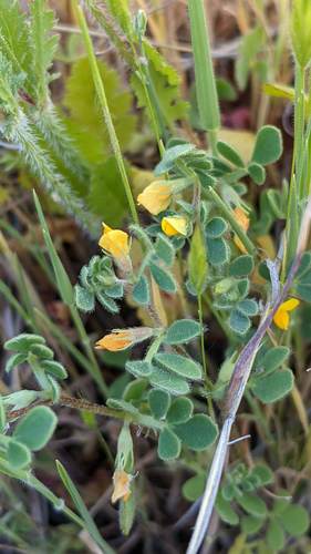 Foothill deervetch (Acmispon brachycarpus)
