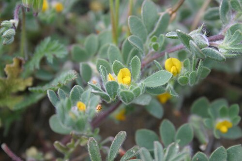Foothill deervetch: Lotus humistratus , Tehachapi Mountains, Kern County, California, USA.