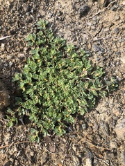 Foothill deervetch (Acmispon brachycarpus)