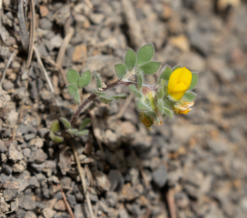 Foothill deervetch (Acmispon brachycarpus)