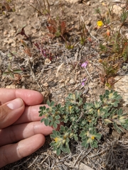 Foothill deervetch (Acmispon brachycarpus)