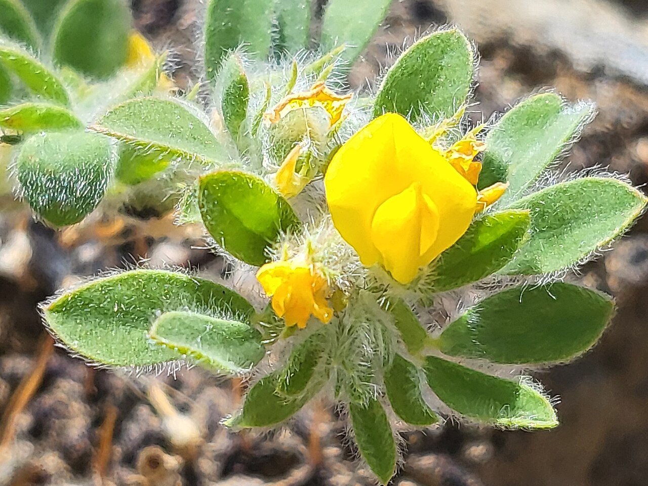 Foothill deervetch: Foothill deervetch ( Acmispon brachycarpus ) in the United States