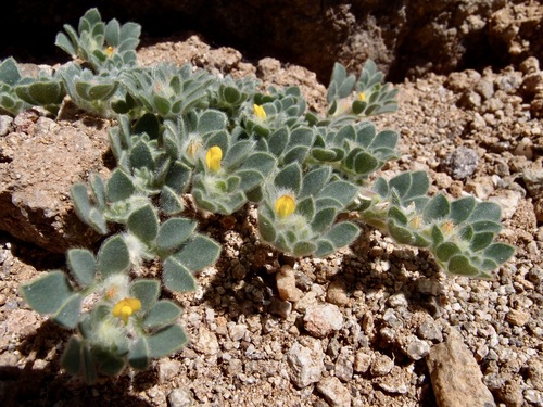 Foothill deervetch (Acmispon brachycarpus)