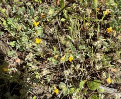 Foothill deervetch (Acmispon brachycarpus)