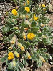 Foothill deervetch (Acmispon brachycarpus)